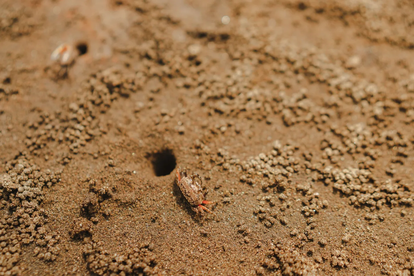A small crab on the riverbank sand near its burrow