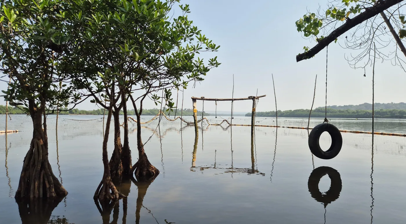 Mangroves at the water's edge with a rope tire swing